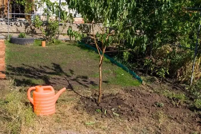 Tree Planting Services Tree Planting Services