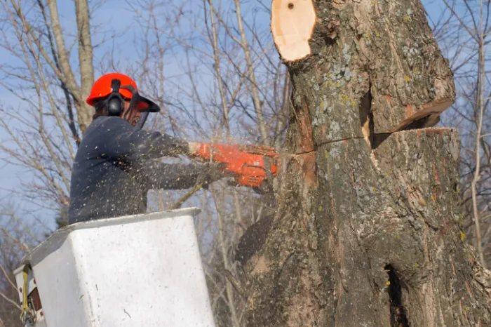 Tree Services Tree Services