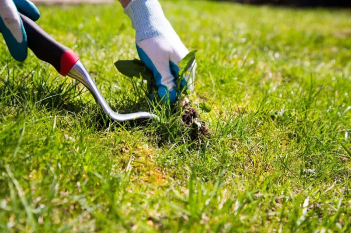 Weed Control Weed Control