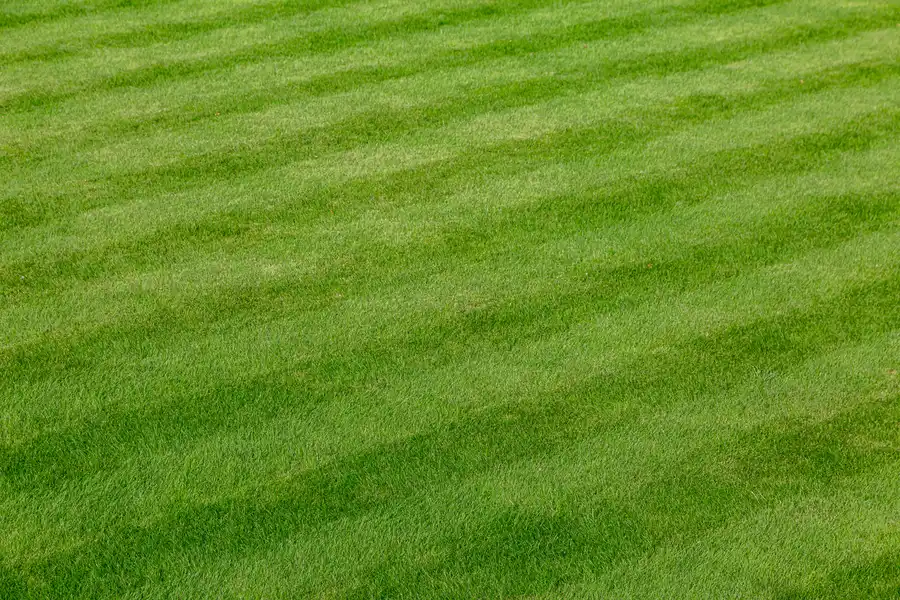 How Lawn Care Services Keep Your Yard Healthy Year-round Salem, UT How Lawn Care Services Keep Your Yard Healthy Year-round Salem, UT