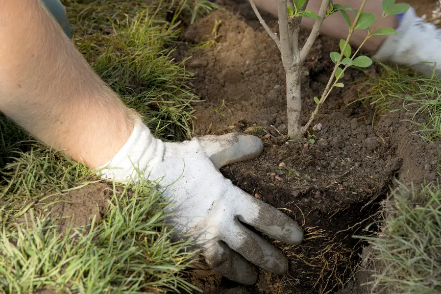 How Professional Tree Planting Services Improve Your Yard Salem, UT How Professional Tree Planting Services Improve Your Yard Salem, UT