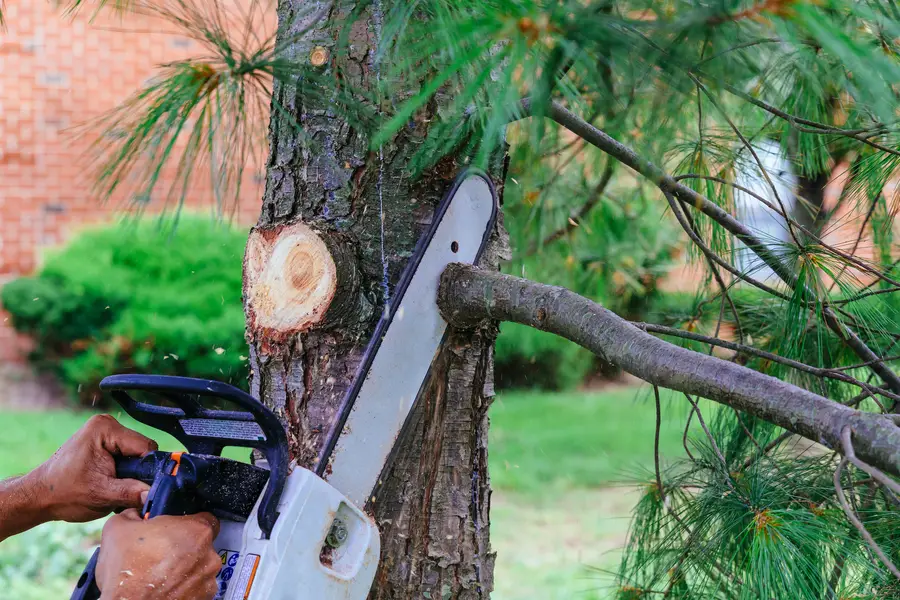 How Tree Services Can Enhance Your Landscapes Appearance Salem, UT How Tree Services Can Enhance Your Landscapes Appearance Salem, UT