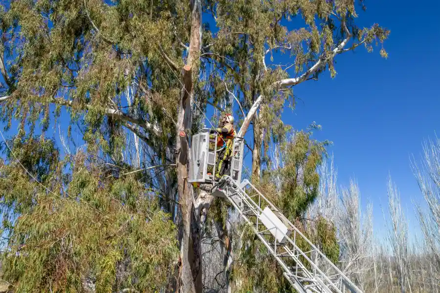 How Tree Services Improve Your Yards Overall Health Salem, UT How Tree Services Improve Your Yards Overall Health Salem, UT