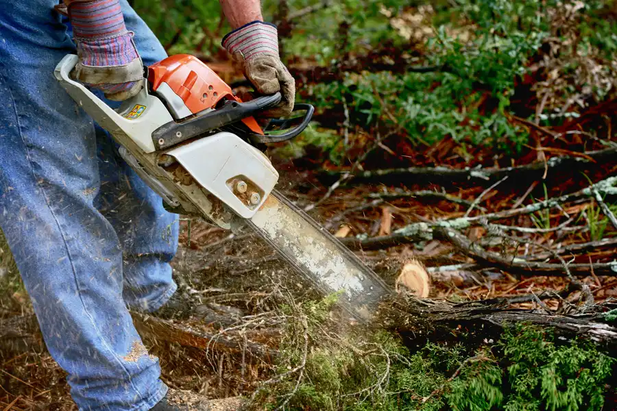 How Tree Services Improve Your Yards Overall Health in Salem, UT How Tree Services Improve Your Yards Overall Health in Salem, UT