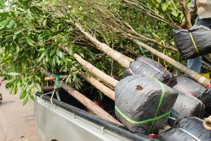 Professional Tree Planting Services Salem, UT Professional Tree Planting Services Salem, UT