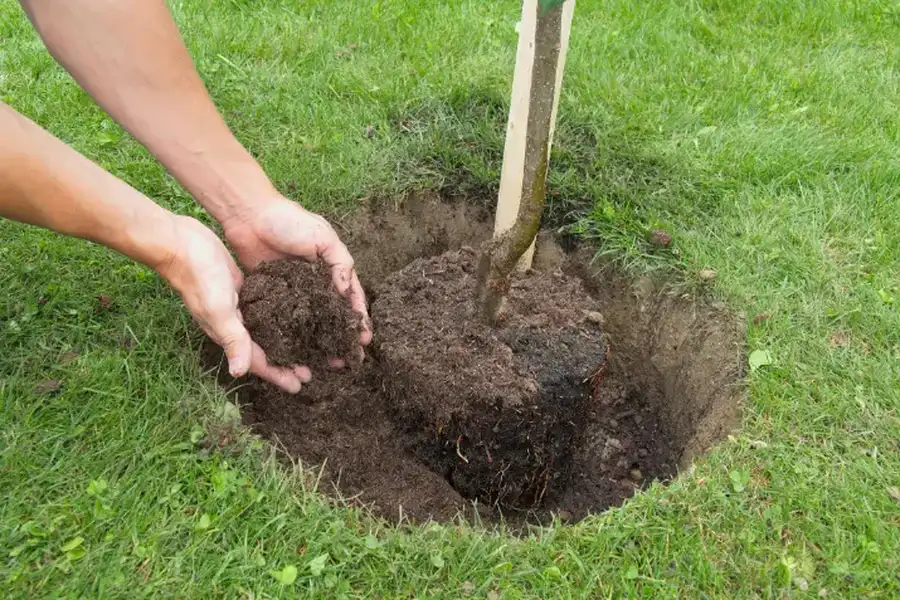 Quality Tree Planting Services Salem, UT Quality Tree Planting Services Salem, UT
