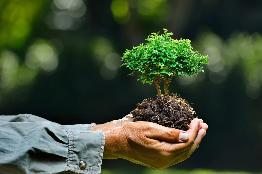 Superior Tree Planting Services Salem, UT Superior Tree Planting Services Salem, UT