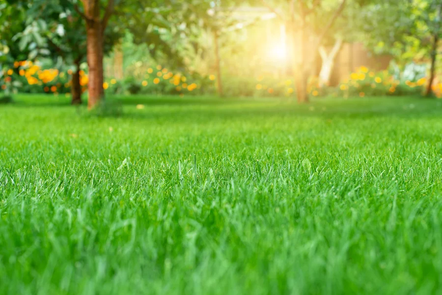 The Role Of Lawn Care Services In Preventing Weed Growth Salem, UT The Role Of Lawn Care Services In Preventing Weed Growth Salem, UT