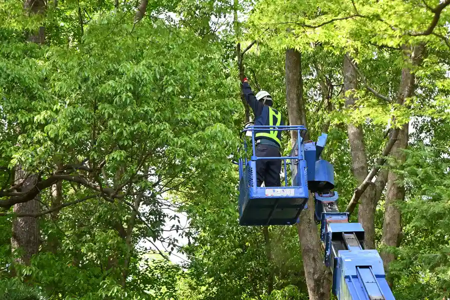 Top-rated Tree Services Salem, UT